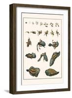 Metamorphosis of Frogs into Toads-Albertus Seba-Framed Art Print