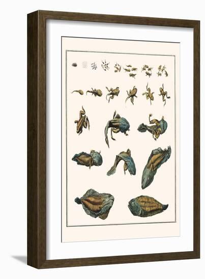 Metamorphosis of Frogs into Toads-Albertus Seba-Framed Art Print