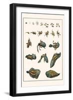 Metamorphosis of Frogs into Toads-Albertus Seba-Framed Art Print