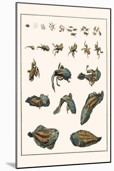 Metamorphosis of Frogs into Toads-Albertus Seba-Mounted Art Print