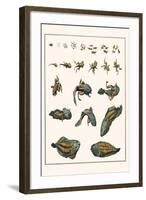 Metamorphosis of Frogs into Toads-Albertus Seba-Framed Art Print