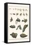 Metamorphosis of Frogs into Toads-Albertus Seba-Framed Stretched Canvas