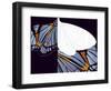 Metamorphosis of Iris-Belen Mena-Framed Premium Giclee Print