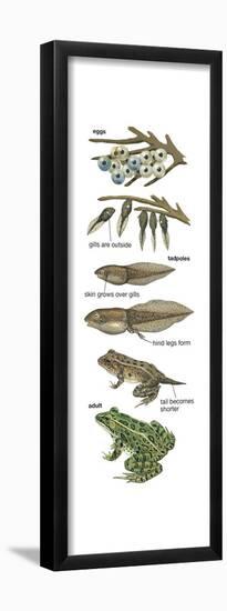 Metamorphosis of Leopard Frog (Rana Pipiens), Amphibians, Biology-Encyclopaedia Britannica-Framed Poster