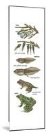 Metamorphosis of Leopard Frog (Rana Pipiens), Amphibians, Biology-Encyclopaedia Britannica-Mounted Poster