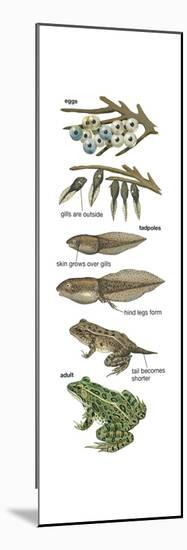 Metamorphosis of Leopard Frog (Rana Pipiens), Amphibians, Biology-Encyclopaedia Britannica-Mounted Poster