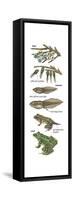 Metamorphosis of Leopard Frog (Rana Pipiens), Amphibians, Biology-Encyclopaedia Britannica-Framed Stretched Canvas