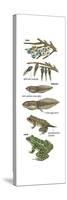 Metamorphosis of Leopard Frog (Rana Pipiens), Amphibians, Biology-Encyclopaedia Britannica-Stretched Canvas