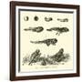 Metamorphosis of the Frog-null-Framed Giclee Print