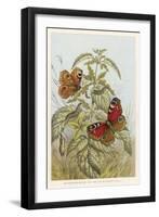 Metamorphosis of the Peacock Butterfly-null-Framed Art Print