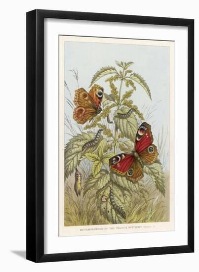 Metamorphosis of the Peacock Butterfly-null-Framed Art Print