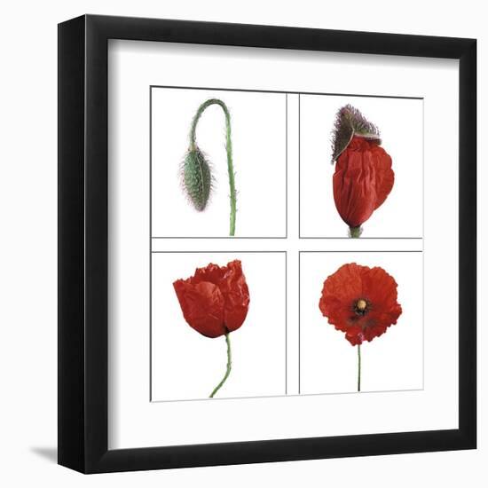 Metamorphosis of the poppy-Nuridsany & Perennou-Framed Art Print