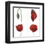 Metamorphosis of the poppy-Nuridsany & Perennou-Framed Art Print