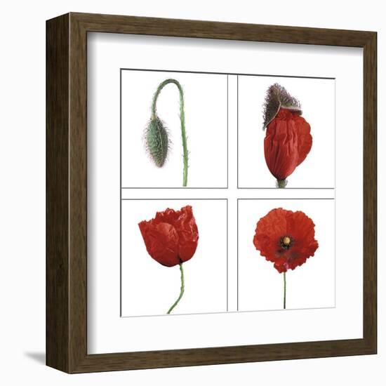 Metamorphosis of the poppy-Nuridsany & Perennou-Framed Art Print