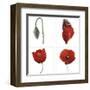 Metamorphosis of the poppy-Nuridsany & Perennou-Framed Art Print