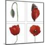 Metamorphosis of the poppy-Nuridsany & Perennou-Mounted Art Print