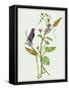 Metaplexis Japonica I-Melissa Wang-Framed Stretched Canvas