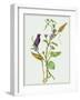 Metaplexis Japonica I-Melissa Wang-Framed Art Print