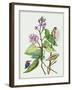 Metaplexis Japonica II-Melissa Wang-Framed Art Print