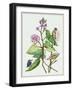 Metaplexis Japonica II-Melissa Wang-Framed Art Print