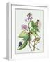 Metaplexis Japonica II-Melissa Wang-Framed Art Print