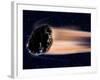 Meteor Coming at Earth-null-Framed Photographic Print