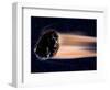 Meteor Coming at Earth-null-Framed Photographic Print