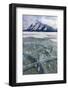 Methane bubbles frozen in ice, Abraham Lake, Alberta, Canada-Panoramic Images-Framed Photographic Print