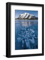 Methane bubbles frozen in ice below Mt. Michener, Abraham Lake, Alberta, Canada-Panoramic Images-Framed Premium Photographic Print