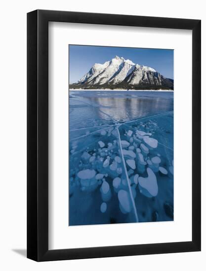 Methane bubbles frozen in ice below Mt. Michener, Abraham Lake, Alberta, Canada-Panoramic Images-Framed Photographic Print