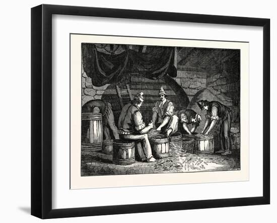 Method of Curing Anchovies in Sicily Italy-null-Framed Giclee Print