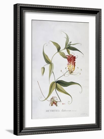 Methonica-Georg Dionysius Ehret-Framed Giclee Print