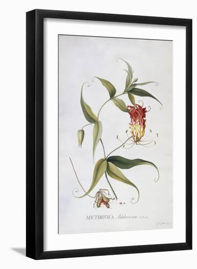 Methonica-Georg Dionysius Ehret-Framed Premium Giclee Print