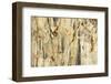 Methuselah's Beard Lichen on Maple Tree, Olympic NP, Washington, USA-Jaynes Gallery-Framed Photographic Print