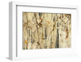 Methuselah's Beard Lichen on Maple Tree, Olympic NP, Washington, USA-Jaynes Gallery-Framed Photographic Print