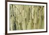 Methuselahs Beard-Don Paulson-Framed Giclee Print