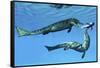 Metriorhynchus Marine Reptiles Try to Capture a Coelacanth Fish-null-Framed Stretched Canvas