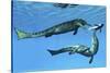 Metriorhynchus Marine Reptiles Try to Capture a Coelacanth Fish-null-Stretched Canvas