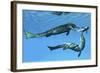 Metriorhynchus Marine Reptiles Try to Capture a Coelacanth Fish-null-Framed Art Print