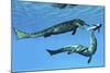 Metriorhynchus Marine Reptiles Try to Capture a Coelacanth Fish-null-Mounted Art Print