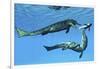 Metriorhynchus Marine Reptiles Try to Capture a Coelacanth Fish-null-Framed Art Print