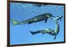 Metriorhynchus Marine Reptiles Try to Capture a Coelacanth Fish-null-Framed Art Print