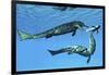 Metriorhynchus Marine Reptiles Try to Capture a Coelacanth Fish-null-Framed Art Print