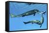 Metriorhynchus Marine Reptiles Try to Capture a Coelacanth Fish-null-Framed Stretched Canvas