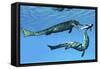 Metriorhynchus Marine Reptiles Try to Capture a Coelacanth Fish-null-Framed Stretched Canvas