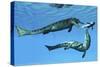 Metriorhynchus Marine Reptiles Try to Capture a Coelacanth Fish-null-Stretched Canvas