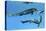 Metriorhynchus Marine Reptiles Try to Capture a Coelacanth Fish-null-Stretched Canvas