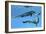 Metriorhynchus Marine Reptiles Try to Capture a Coelacanth Fish-null-Framed Art Print