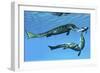 Metriorhynchus Marine Reptiles Try to Capture a Coelacanth Fish-null-Framed Art Print