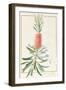 Metrosyderos Glauca, 1812-Pierre Joseph Redoute-Framed Giclee Print